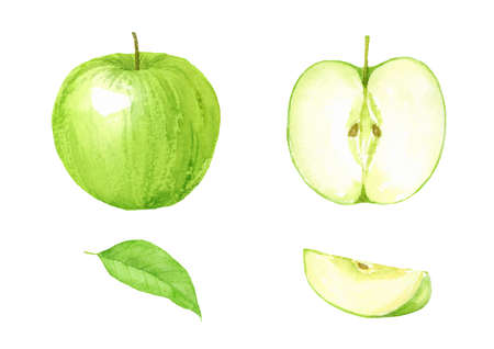 Watercolor illustration of green apple setのイラスト素材