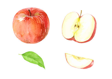 Watercolor illustration of apple setのイラスト素材
