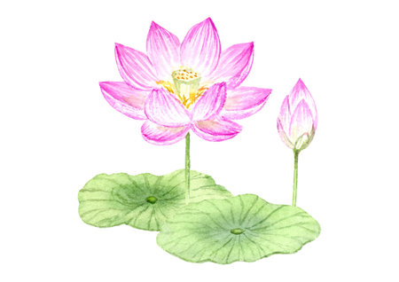 Watercolor illustration of lotus flowerのイラスト素材