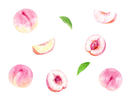 Peach vector illustration set drawn in watercolorのイラスト素材