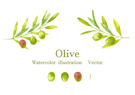 Watercolor painting of olive setのイラスト素材