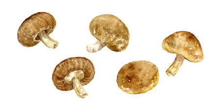 Watercolor illustration of shiitake mushroomsのイラスト素材