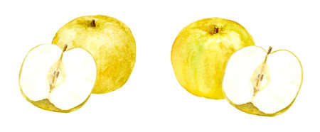 Watercolor illustration of nashi pearsの写真素材