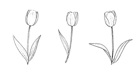 Tulip line art illustrationのイラスト素材