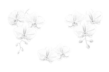Monochrome illustration of phalaenopsis orchid setのイラスト素材