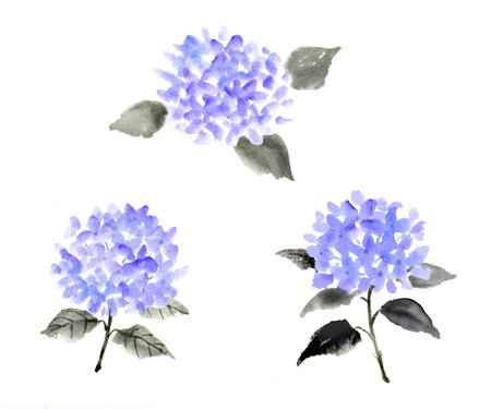Ink painting of hydrangea set
