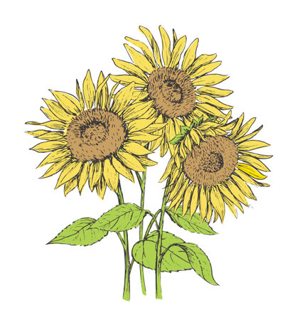 Retro sunflower illustrationのイラスト素材