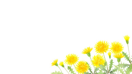 Dandelion painted in watercolorのイラスト素材