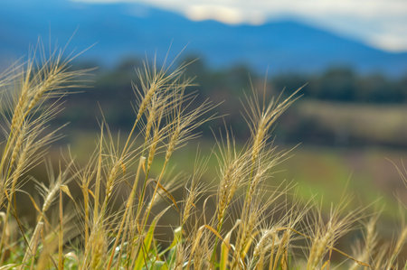 grain