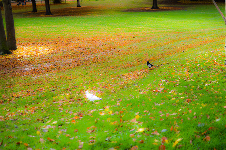 parkの写真素材