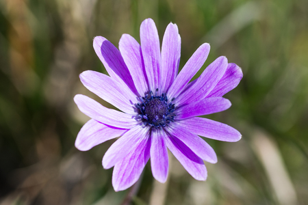 macro photography flowerの写真素材