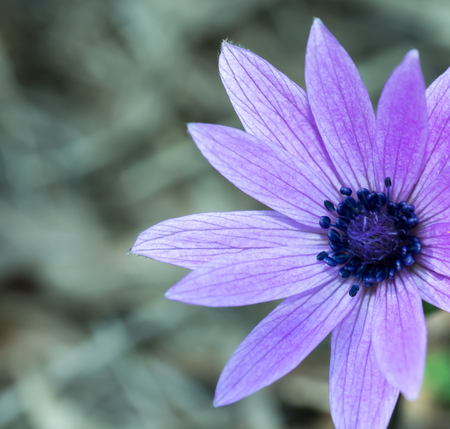 macro photography flowerの写真素材