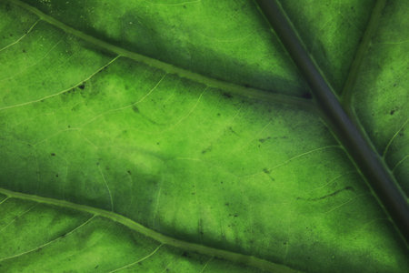 motif fiber leaves anthurium leaves are beautifully bony and firm