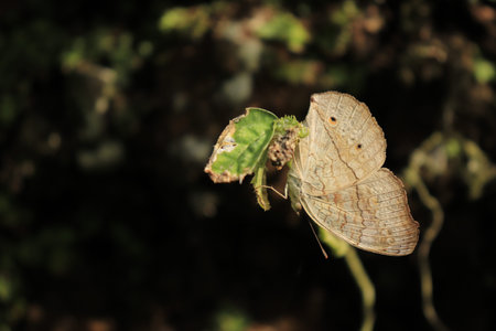 beautifully winged, brown butterfly that pereps on the foliage