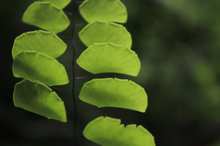 beautiful arrangement of wild fern leaves.の写真素材
