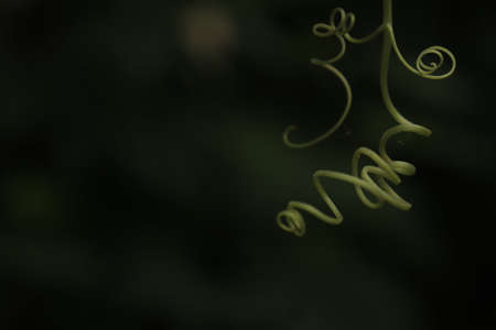 Siamese pumpkin fruit tendrils are spiral and unique.の写真素材