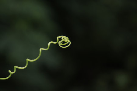 Siamese pumpkin fruit tendrils are spiral and unique.の写真素材