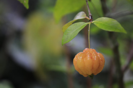 fruit that hangs on a branch