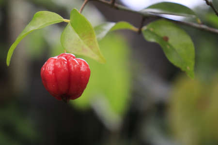 fruit that hangs on a branchの写真素材