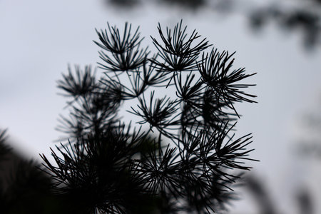 black shadow of plant leaves at duskの写真素材