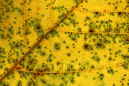 yellow leaf texture and freckle motif for the background.