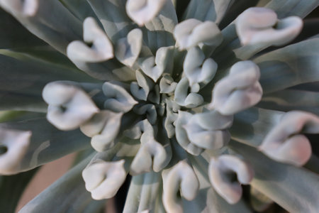 Succulent leaves are thick and beautifully shaped.の写真素材