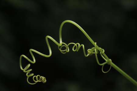 tendrils of siamese pumpkin plants that are spiral and twisted