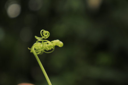 tendrils of siamese pumpkin plants that are spiral and twisted