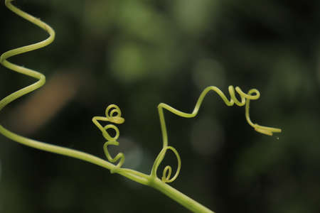 tendrils of siamese pumpkin plants that are spiral and twistedの写真素材