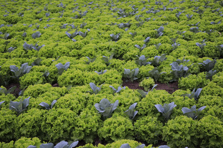 fertile lettuce crop plantationsの写真素材