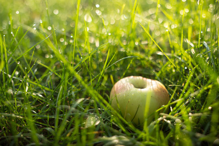 red ripe juicy apples lie on a green grassの写真素材