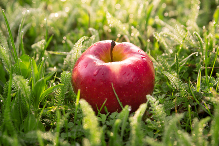 Fallen fresh red apple in the grassの写真素材