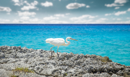 White heron bird at the sea in Cozumel, Mexicoの写真素材