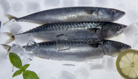 Fresh mackerels on ice cubesの写真素材