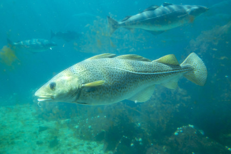Atlanterhavsparken - Alesund Aquariumの写真素材