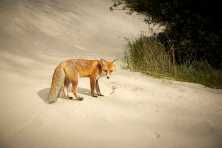 Young red fox on a desertの写真素材