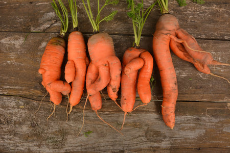 A few deformed, ugly carrot roots with a bizarre shape on the background of a wooden box. Horizontal...