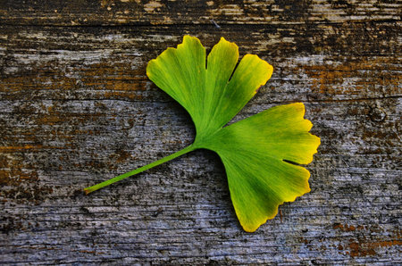 Ginkgo leaves on an old wood table.