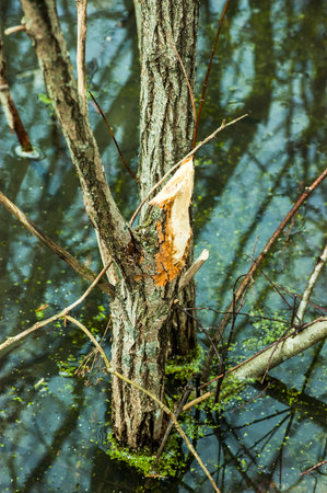 Beavers build their dam on a pond. Trees are eaten by beavers in late autumn. The beaver shavings...