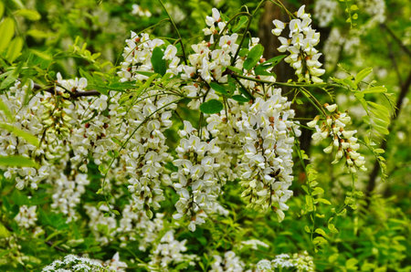Acacia tree flowers blooming in the spring. Acacia flowers branch with a green background