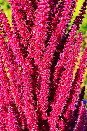Amaranth is cultivated as leaf vegetables, cereals and ornamental plants. Amaranth seeds are rich...