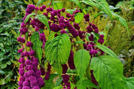 Amaranth is cultivated as leaf vegetables, cereals and ornamental plants. Amaranth seeds are rich source of proteins and amino acids.の写真素材