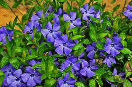 Beautiful purple flowers of vinca on background of green leaves. Water drops on leaves and flowers.の写真素材