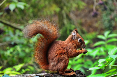 Squirrel in autumn park forest. Squirrel with nuts in autumn forest park scene. Autumn squirrel...