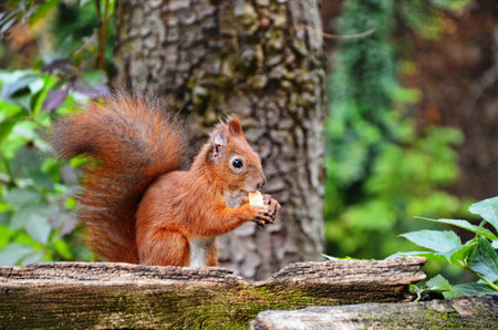 Squirrel in autumn park forest. Squirrel with nuts in autumn forest park scene. Autumn squirrel...