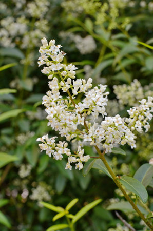 White Ligustrum (ligustrum vulgare) flowers blooming on a bush.の写真素材
