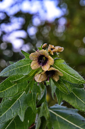 wild-growing poisonous herb Hyoscyamus. Belen contains alkaloids hyoscyamine.の写真素材