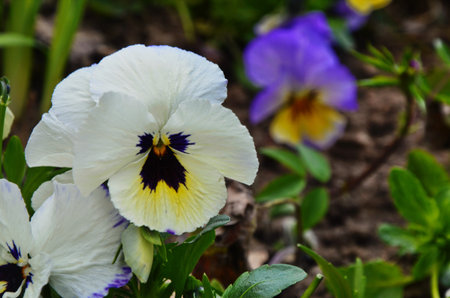 Decorative flowers of violets satellites and decoration of life