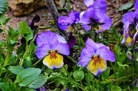 Decorative flowers of violets satellites and decoration of life