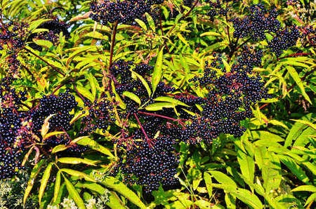 Black danewort (Sambucus ebulus) berries close-upの写真素材